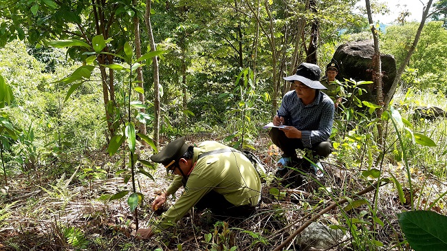 Kiểm tra tình hình sinh trưởng và phát triển của cây quế trồng tại rừng tại khoảnh 1 tiểu khu 42 xã Trà Thủy