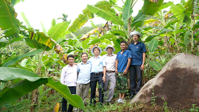 Mô hình trồng chuối mốc đạt tiêu chuẩn VietGAP quy mô 5 ha tại xã Sơn Liên.