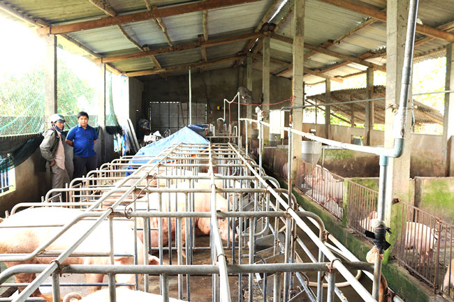 Chủ trại chăn nuôi Nguyễn Nhiên, xã Nghĩa Lâm đang phát triển mạnh đàn heo sạch.