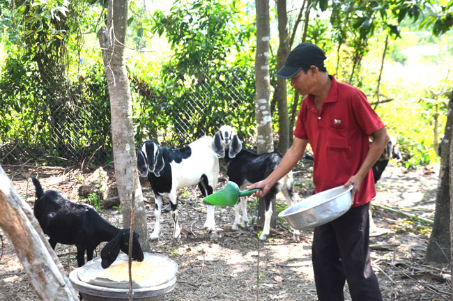 Mô hình nuôi dê ở xã Tịnh Khê, TP. Quảng Ngãi.