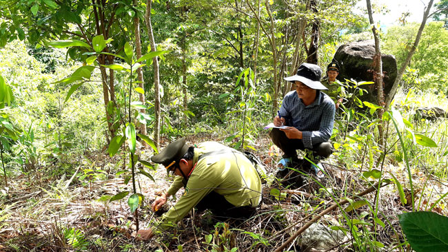 Kiểm tra tình hình sinh trưởng và phát triển của cây quế trồng tại rừng tại khoảnh 1 tiểu khu 42 xã Trà Thủy.