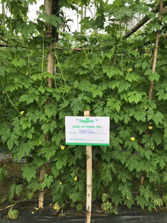 Mô hình trồng rau khổ qua hữu cơ Naganic của anh Võ Thành Hòa
