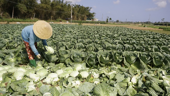 Vùng sản xuất rau chuyên canh theo tiêu chuẩn VietGAP  ở thôn 6, xã Nghĩa Dung, TP. Quảng Ngãi