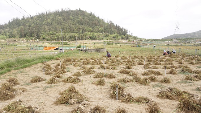 Người dân đang thu hoạch tỏi trên huyện đảo Lý Sơn (Ảnh: Thúy Hồng).