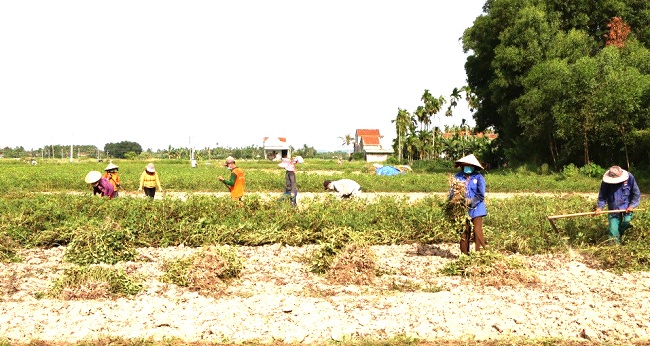 Người dân thôn Phú Châu, xã Hành Đức  thu hoạch đậu phụng.