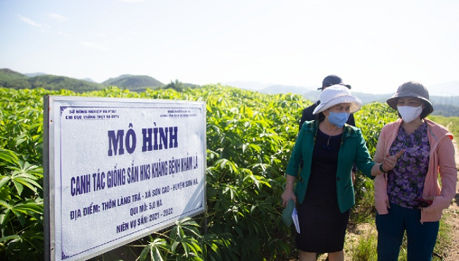 Đoàn đi kiểm tra thực tế dự án Ứng dụng KH&CN xây dựng mô hình cánh đồng lớn sản xuất nguyên liệu sắn tại huyện Sơn Hà.