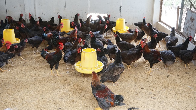 Mô hình nuôi gà thả đồi an toàn tại xã Sơn Bao.