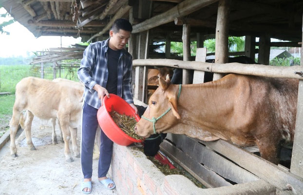 Dự án Hỗ trợ ứng dụng tiến bộ KH&CN phát triển đàn bò lai hướng thịt trên nền bò cái Zêbu mang lại hiệu quả cao cho người dân xã Tịnh Giang.