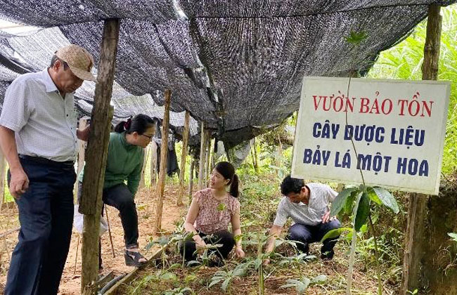Đoàn đi kiểm tra mô hình trồng, bảo tồn và phát triển cây dược liệu bảy lá một hoa. Mô hình được triển khai tại xã Trà Bùi.