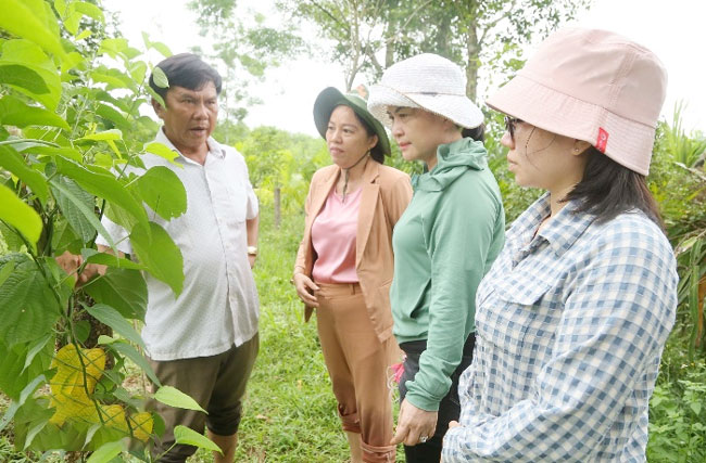 Kiểm tra mô hình trồng, chế biến và tiêu thụ sản phẩm Sacha Inchi (Shachi) theo chuỗi giá trị tại xã Trà Phú.