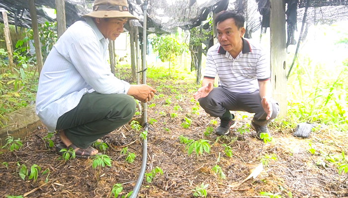 Cây Tam thất bắc được triển khai trồng ở một số hộ dân tỉnh Quảng Ngãi