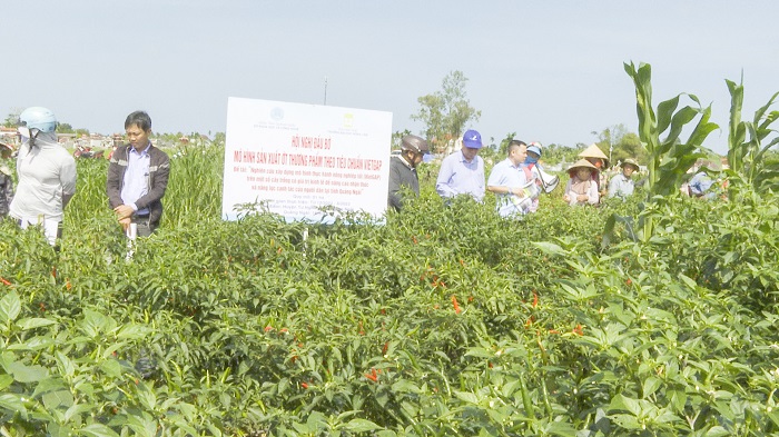Hội nghị đầu bờ mô hình sản xuất ớt thương phẩm theo tiêu chuẩn VietGAP ở xã Nghĩa Hiệp, huyện tư Nghĩa