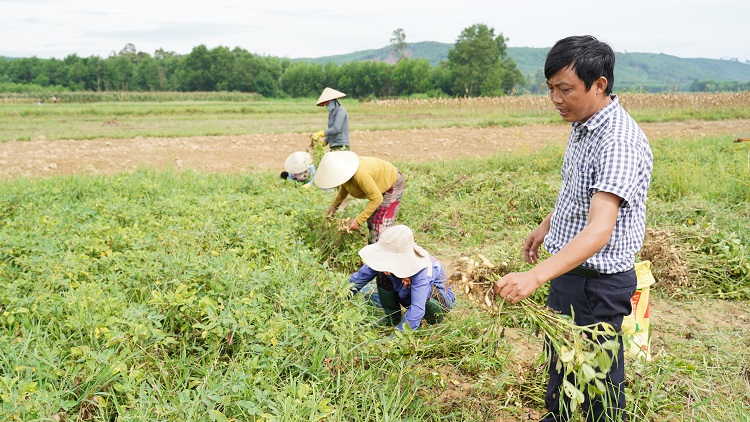 Sản xuất đậu phụng theo tiêu chuẩn VietGAP tại Hợp tác xã Dịch vụ nông nghiệp Tịnh Thọ (Sơn Tịnh).