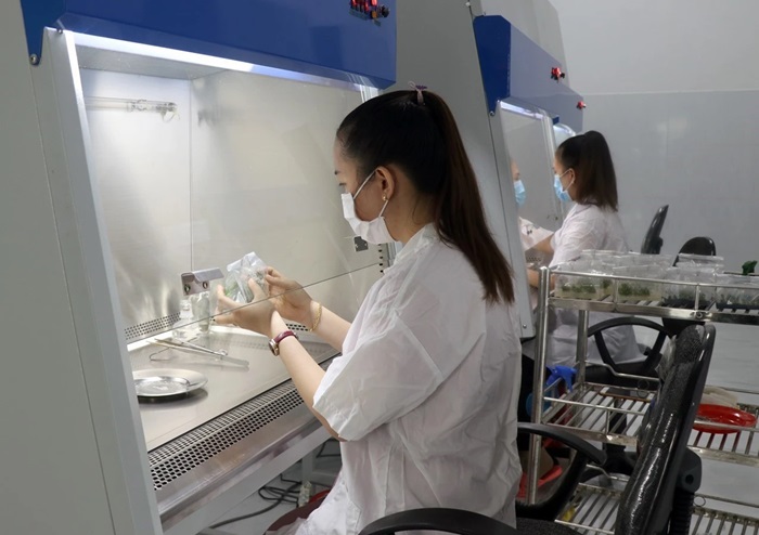Cán bộ kỹ thuật của trung tâm nghiên cứu khoa học Khu nông nghiệp ứng dụng công nghệ cao Phú Yên thực hiện quy trình cấy mô giống cây. (Ảnh: Xuân Triệu/TTXVN)