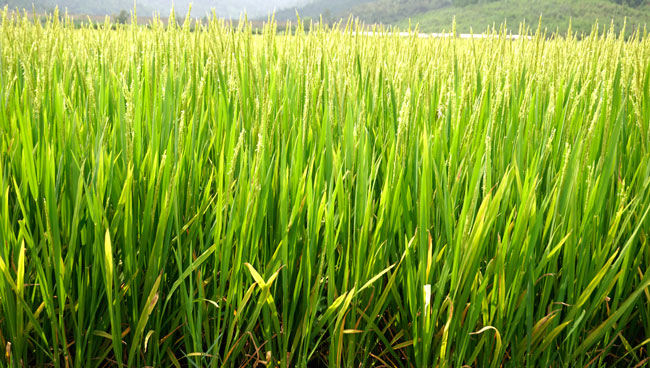 Ứng dụng KHCN xây dựng mô hình liên kết bền vững sản xuất lúa giống cấp xác nhận và gạo chất lượng cao đạt tiêu chuẩn VietGAP