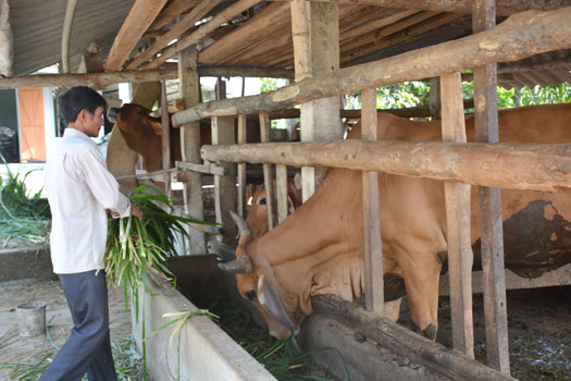 Nông dân Sơn Tịnh phấn khởi với Dự án phát triển bò lai hướng thịt.