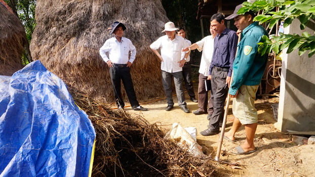Kiểm tra ủ phân hữu cơ từ thân cây lạc tại các hộ dân tham gia dự án.