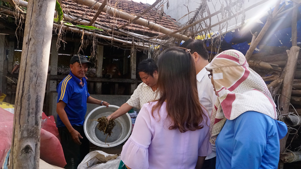 Kiểm tra ủ thức ăn gia súc từ thân cây lạc tại các hộ dân tham gia dự án.