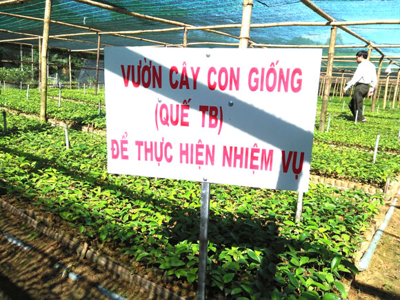 Nghiên cứu lưu giữ, bảo tồn nguồn gen giống cây quế bản địa trà bồng tại Quảng Ngãi và đánh giá kết quả bảo tồn.