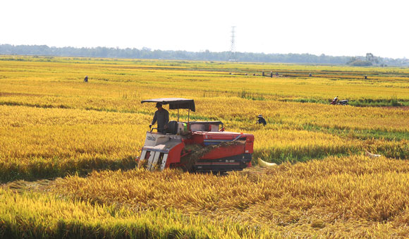 Hiệu quả những mô hình nông nghiệp xanh ở Quảng Ngãi.