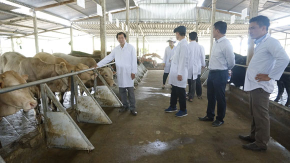 Kiểm tra tình hình thực hiện nhiệm vụ “Đánh giá, so sánh năng suất, chất lượng thịt và đề xuất giải pháp chăn nuôi hiệu quả cho các tổ hợp bò lai tại Quảng Ngãi làm cơ sở định hướng xây dựng thương hiệu thịt bò Quảng Ngãi” năm 2021.