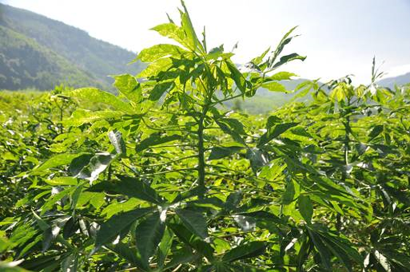 Mô hình trồng giống sắn HL-S14 chống chịu với bệnh khảm lá