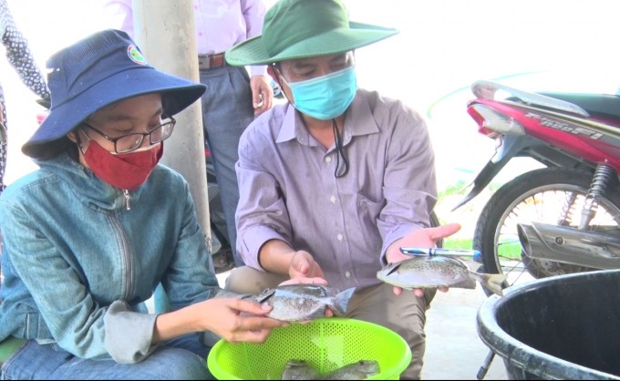Quy trình sản xuất giống cá dìa: Bảo tồn và phát triển nguồn lợi cá đang suy giảm