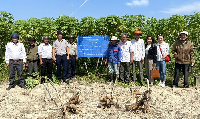 Giải pháp phát triển cây sắn bền vững tại tỉnh Quảng Ngãi